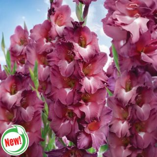 Chocolate Red Gladiolus Thumbnail